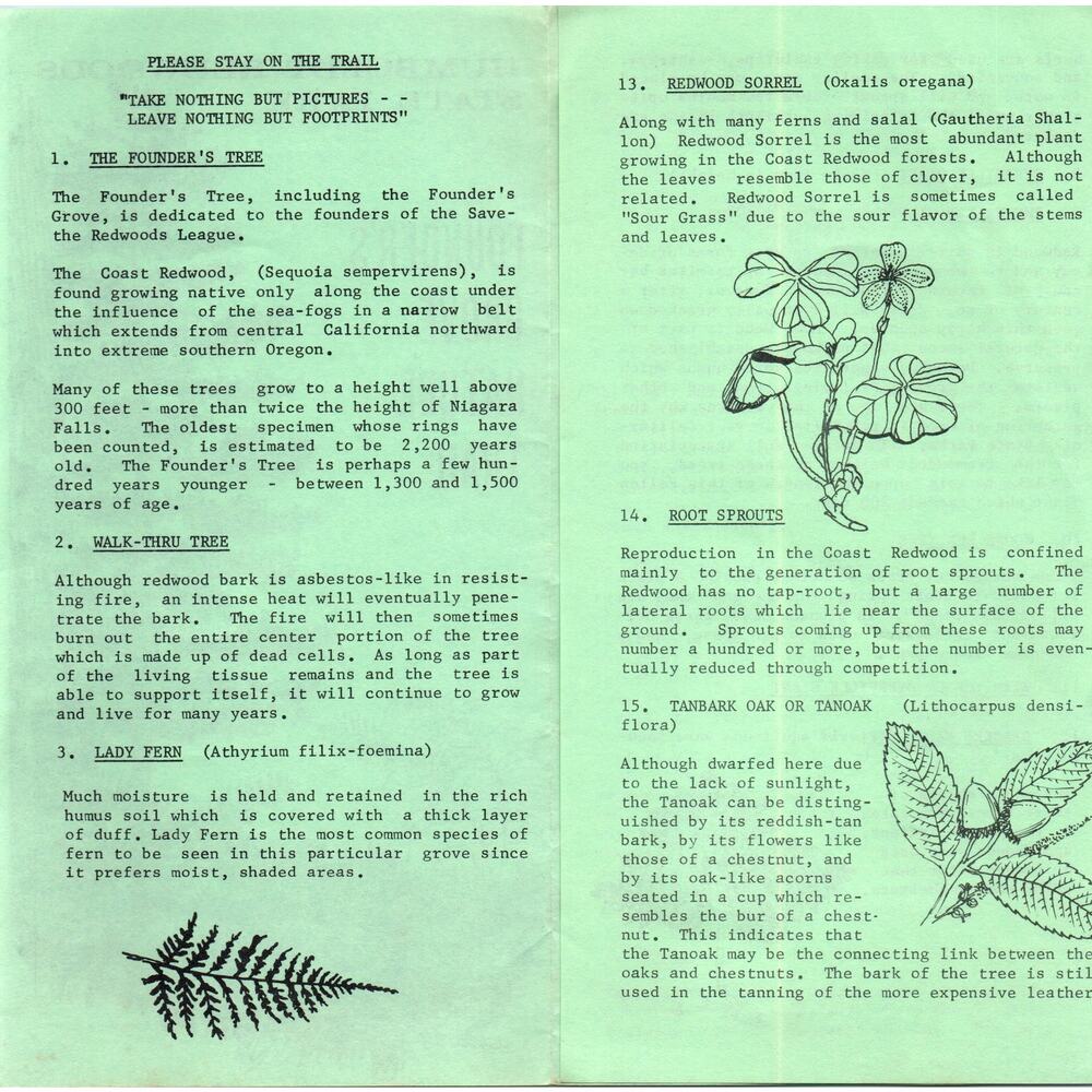 Vintage Humboldt Redwoods State Park Founders Grove Nature Trail Brochure TH2-O1 - Picture 2 of 2